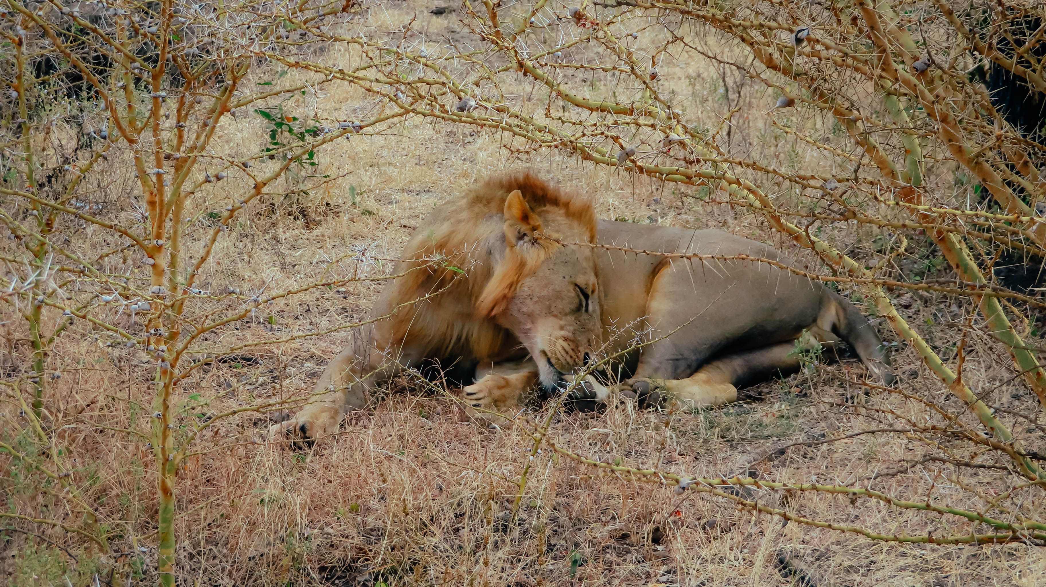 A majestic lion resting peacefully amidst dry vegetation in Tanzania.
