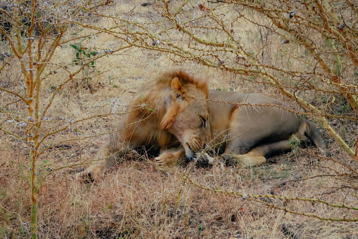 Timbavati Game Reserve