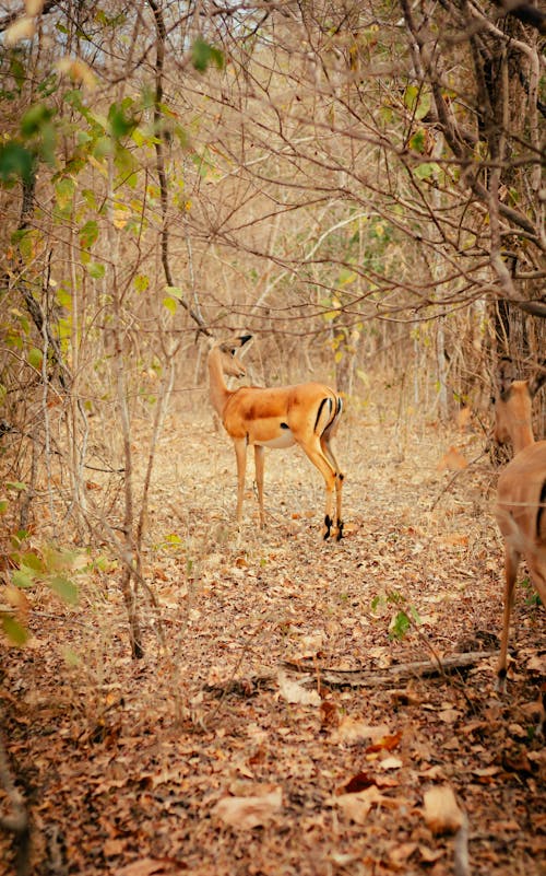 Kostenlos Kostenloses Stock Foto zu antilope, bäume, feld Stock-Foto