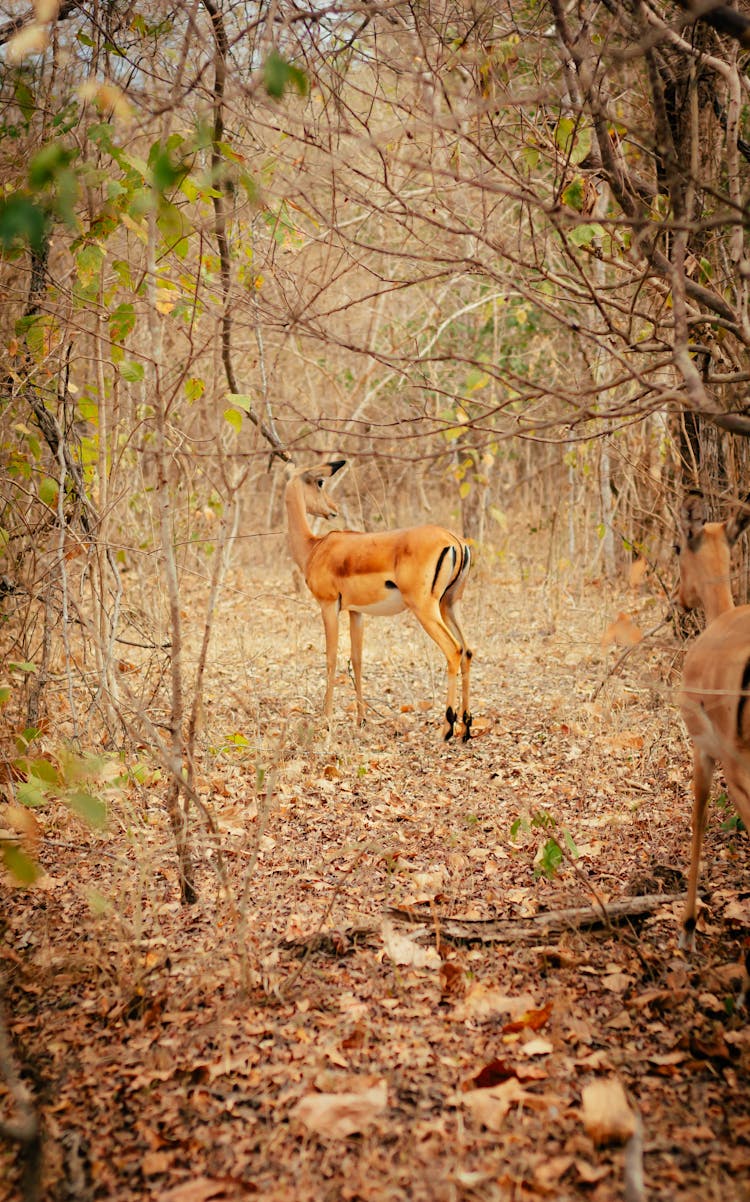 Impala Antelope Walking On Safari