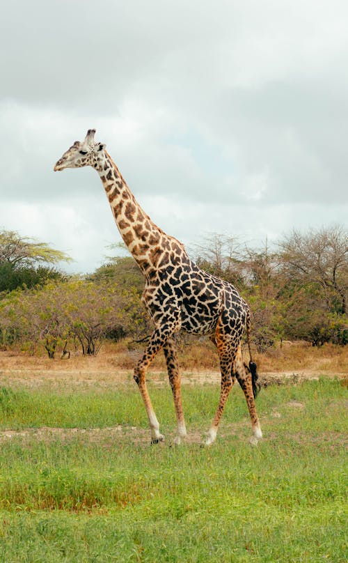 A Giraffe on Green Grass Field