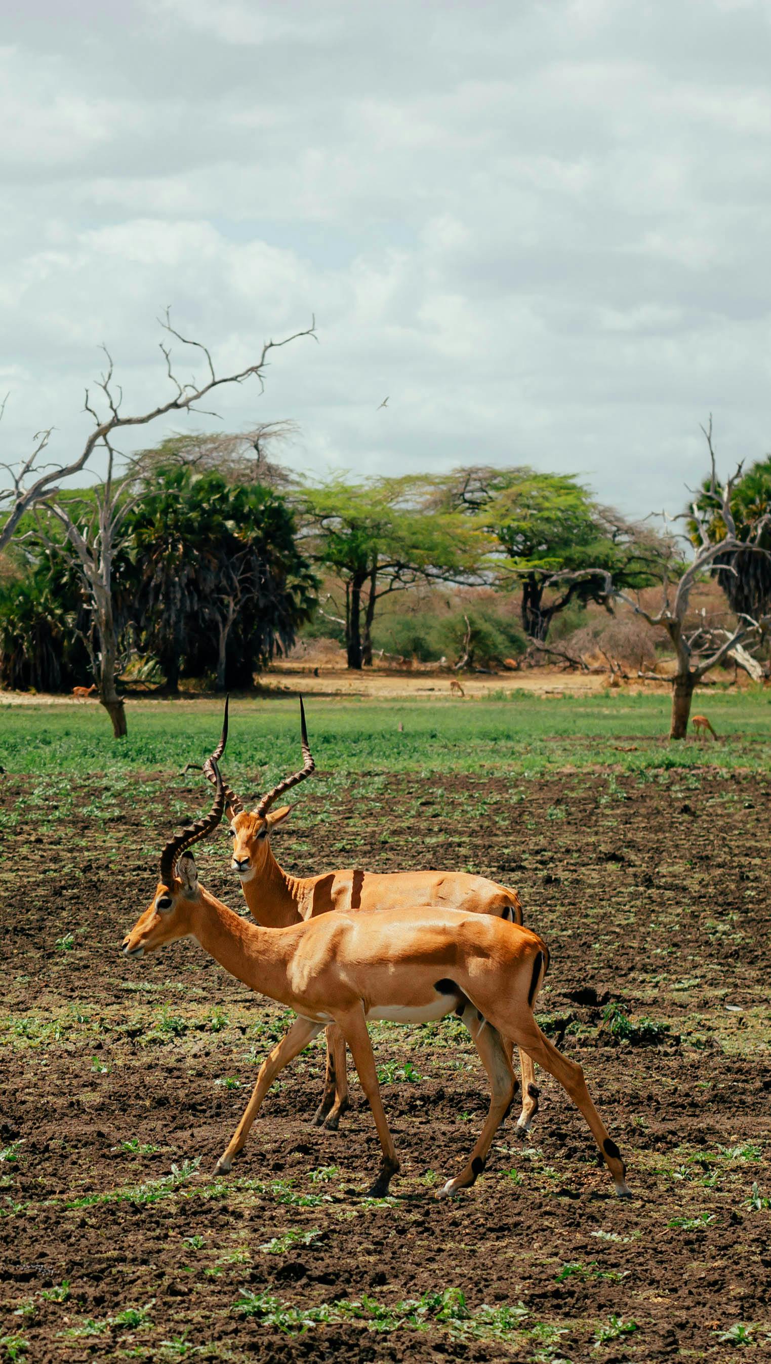 Gratuit Photos gratuites de afrique, air frais, animaux Photos