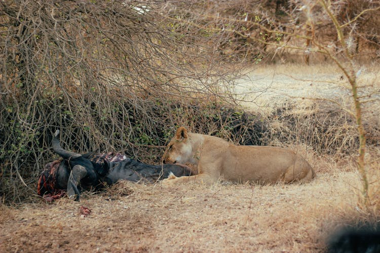 Photo Of A Lioness Eating