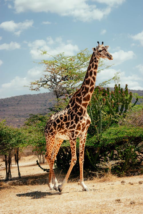 Giraffe on a Field 