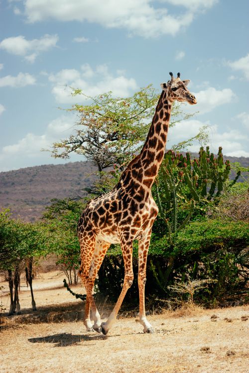 Free Majestic giraffe captured in a sunlit African savanna, showcasing its natural habitat. Stock Photo