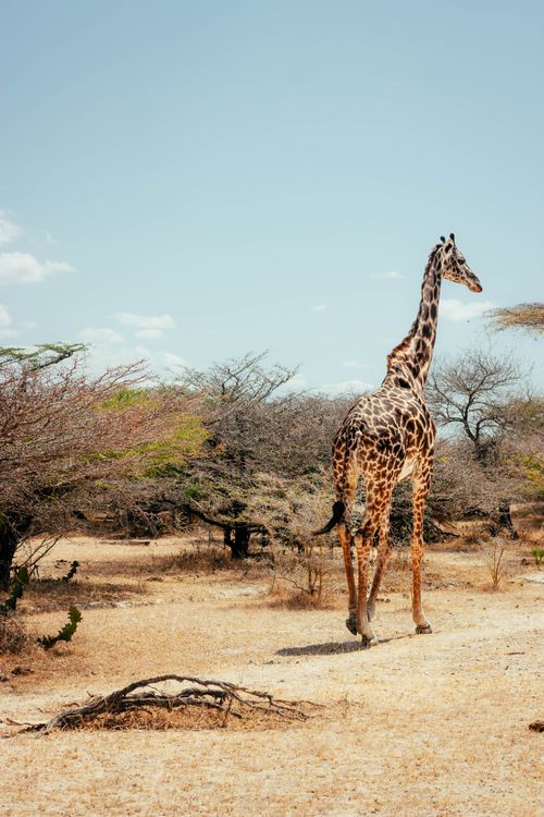 Free A lone giraffe walking through a dry savannah field under a clear blue sky. Stock Photo