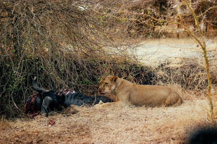 A Brown Lioness Eating