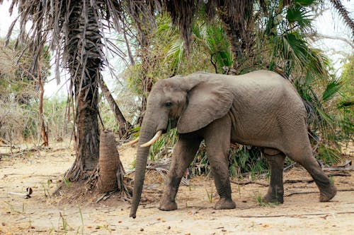Gratuit Photos gratuites de animal, défenses, éléphant Photos