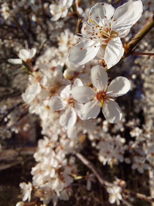 Бесплатное стоковое фото с весна, ретро, цвести