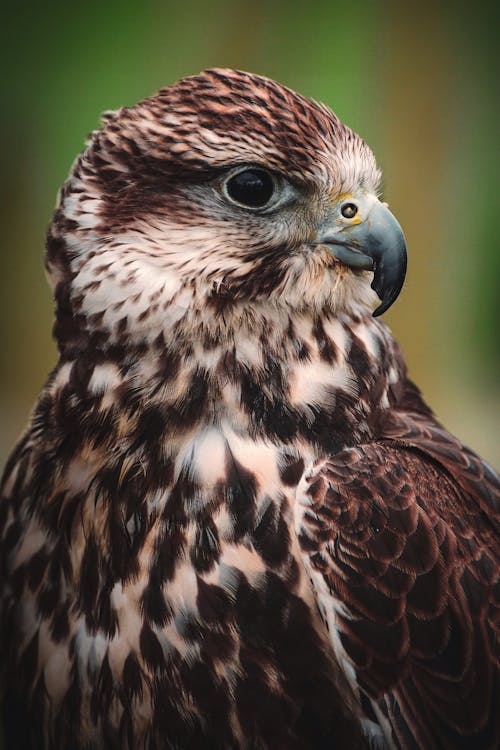 Close-Up Photography Of Falcon