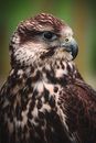 Close-Up Photography Of Falcon