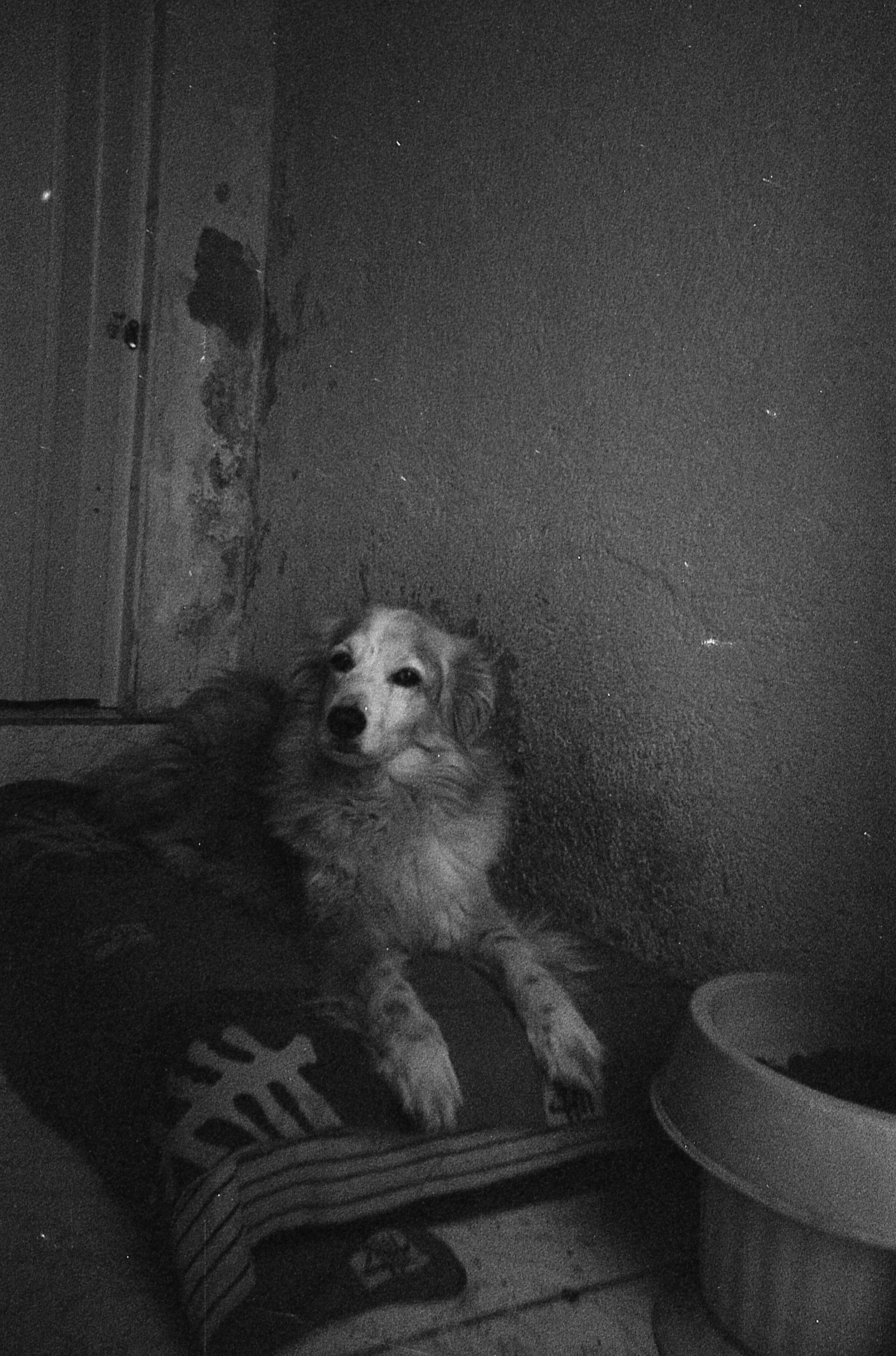 grayscale photo of a dog