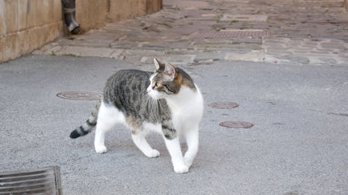 Kostnadsfri bild av asfalt, asfalterad väg, grå och vit katt