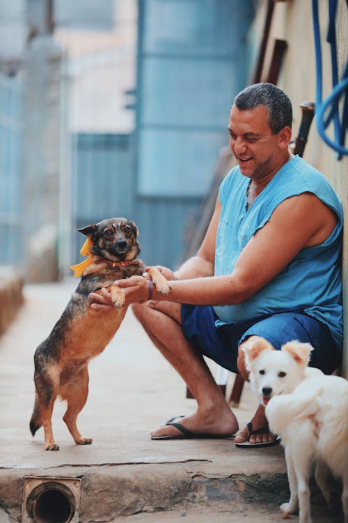 Immagine gratuita di animali domestici, cane, contento