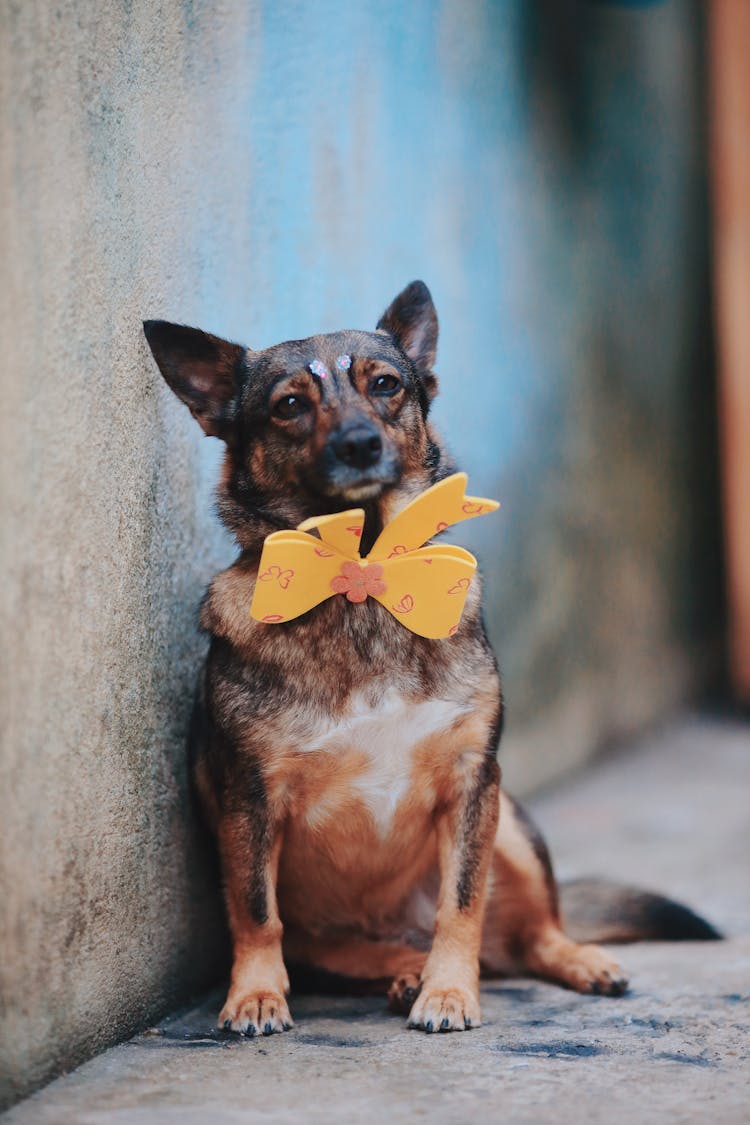 Close Up Of Dog With Bow