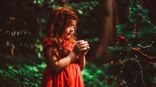 Foto profissional grátis de adorável, árvore de Natal, bonita