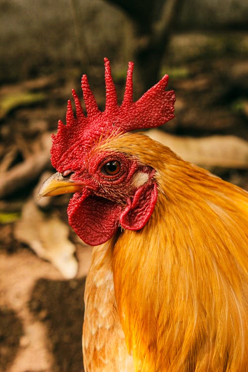 Close-Up Photo of Brown Chicken