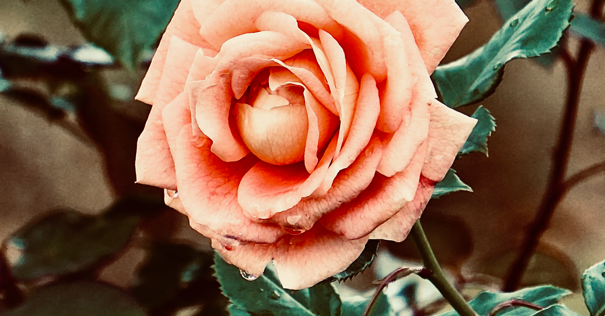 Gen Roses Close Up photo of Garden Rose · Free Stock Photo