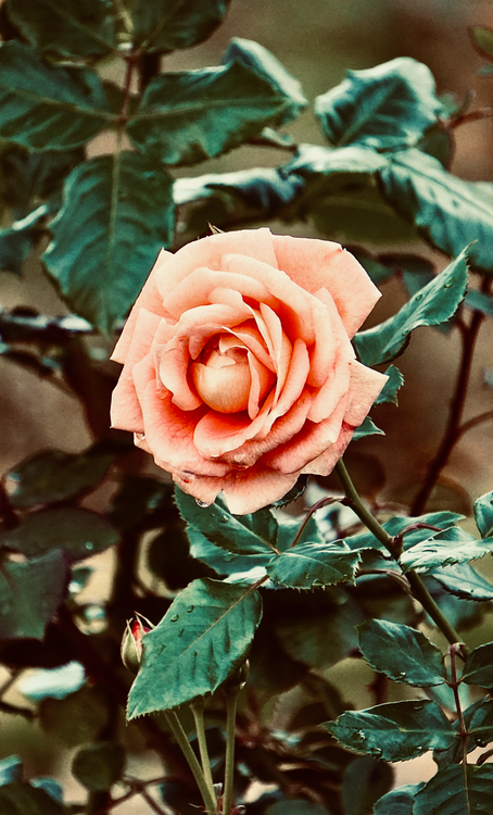 Gen Roses Close Up photo of Garden Rose · Free Stock Photo
