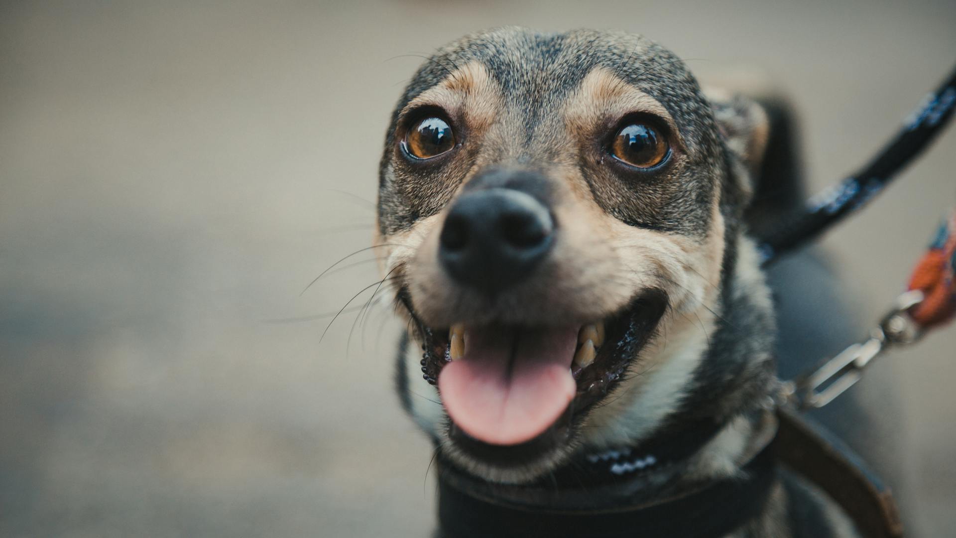 Portrait of Miniature Pinscher