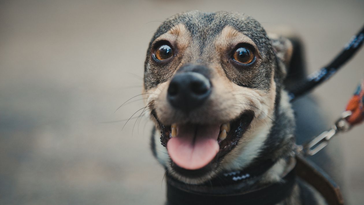 Portrait of Miniature Pinscher · Free Stock Photo