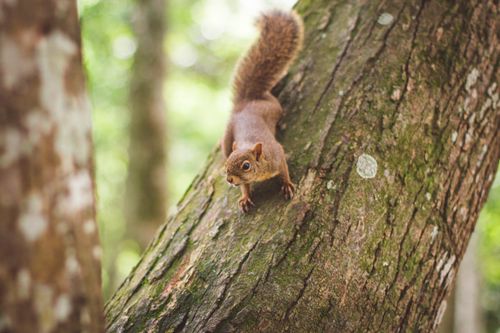 Free Close-up of a squirrel climbing a tree in a vibrant forest setting. Stock Photo