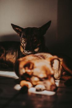 Two dogs peacefully sleeping indoors, bathed in warm, natural sunlight.