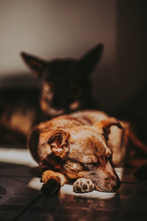 Free Brown and Black Short Coated Dog Lying on Floor Stock Photo