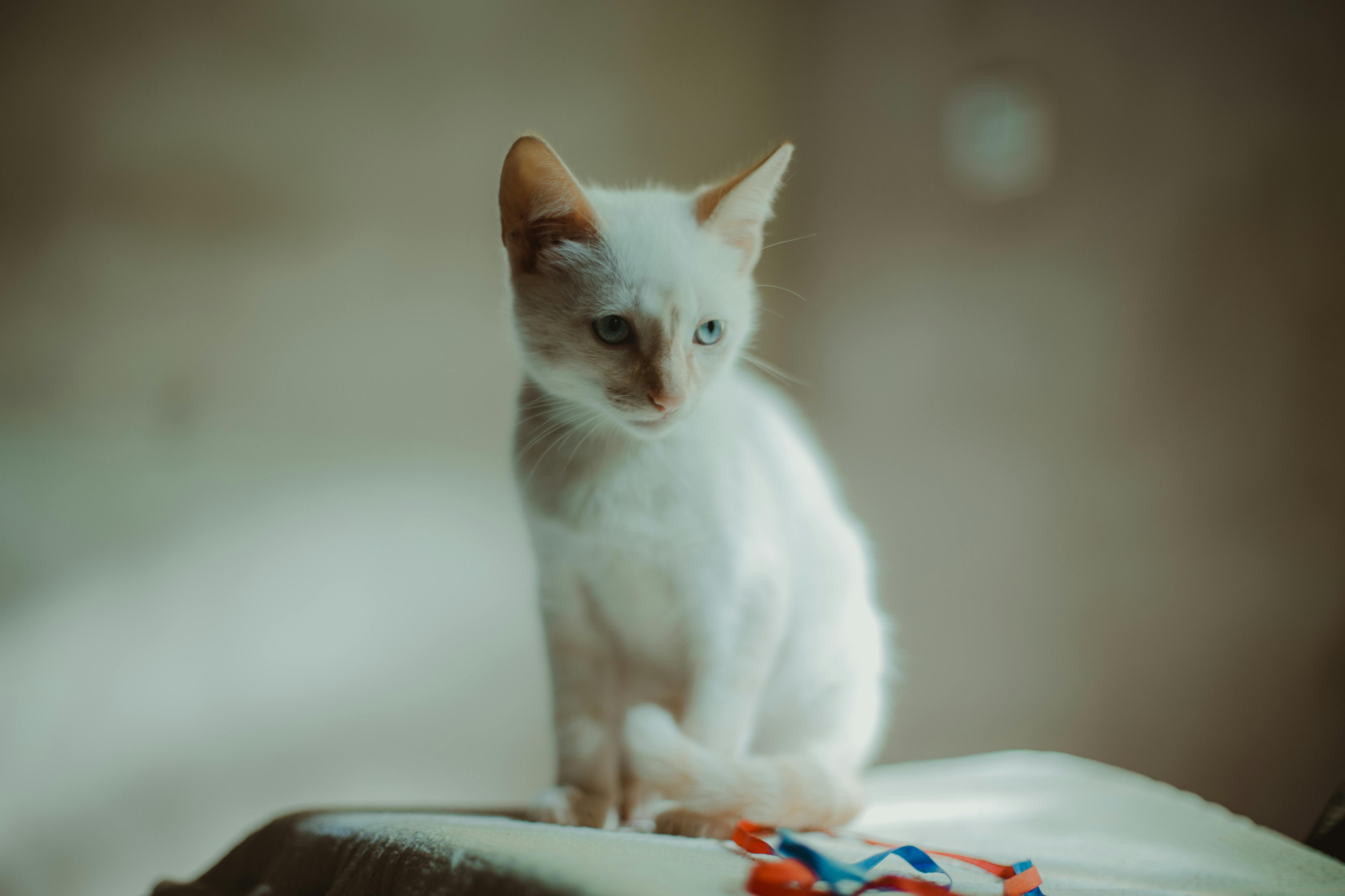 Bạn yêu thích loài mèo không? Đây là một chú mèo trắng xinh đẹp! Nhìn vào bức ảnh, bạn sẽ bị cuốn hút bởi vẻ đẹp trong trắng của chú mèo nhỏ này.
