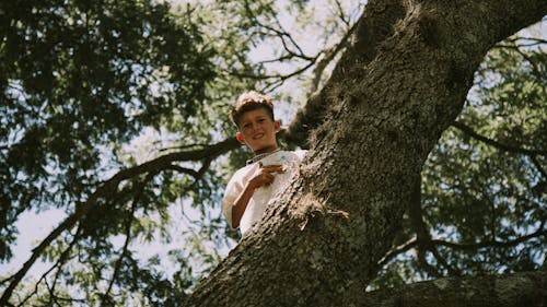 Immagine gratuita di albero, arrampicarsi, bambino