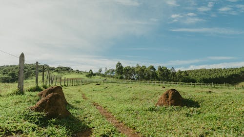 Immagine gratuita di alberi, azienda agricola, campagna