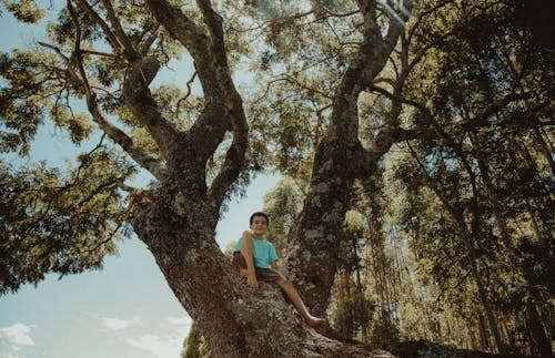 Immagine gratuita di alberi, alla ricerca, arrampicarsi