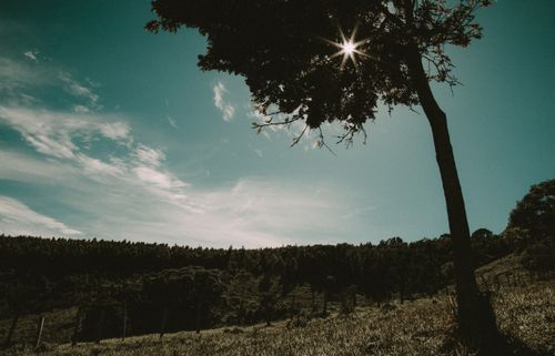 Free A tranquil landscape showcasing a solitary tree silhouette under a sunlit sky. Stock Photo