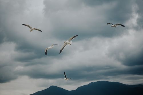 Free Seagulls glide effortlessly against a dramatic cloudy sky over a mountain backdrop. Stock Photo