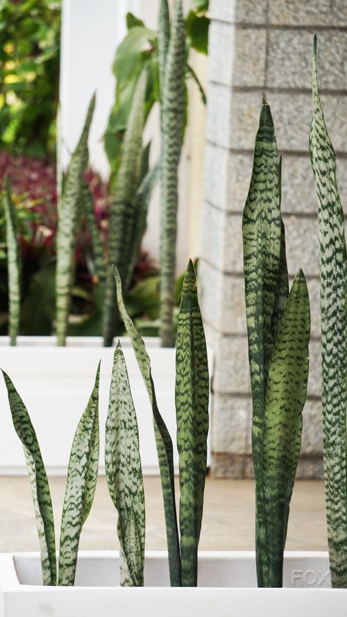 Free Snake plants in white pots with a modern indoor background, showcasing their vibrant patterns. Stock Photo