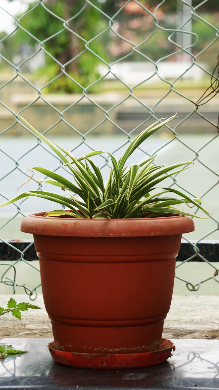 Spider Plant In A Pot