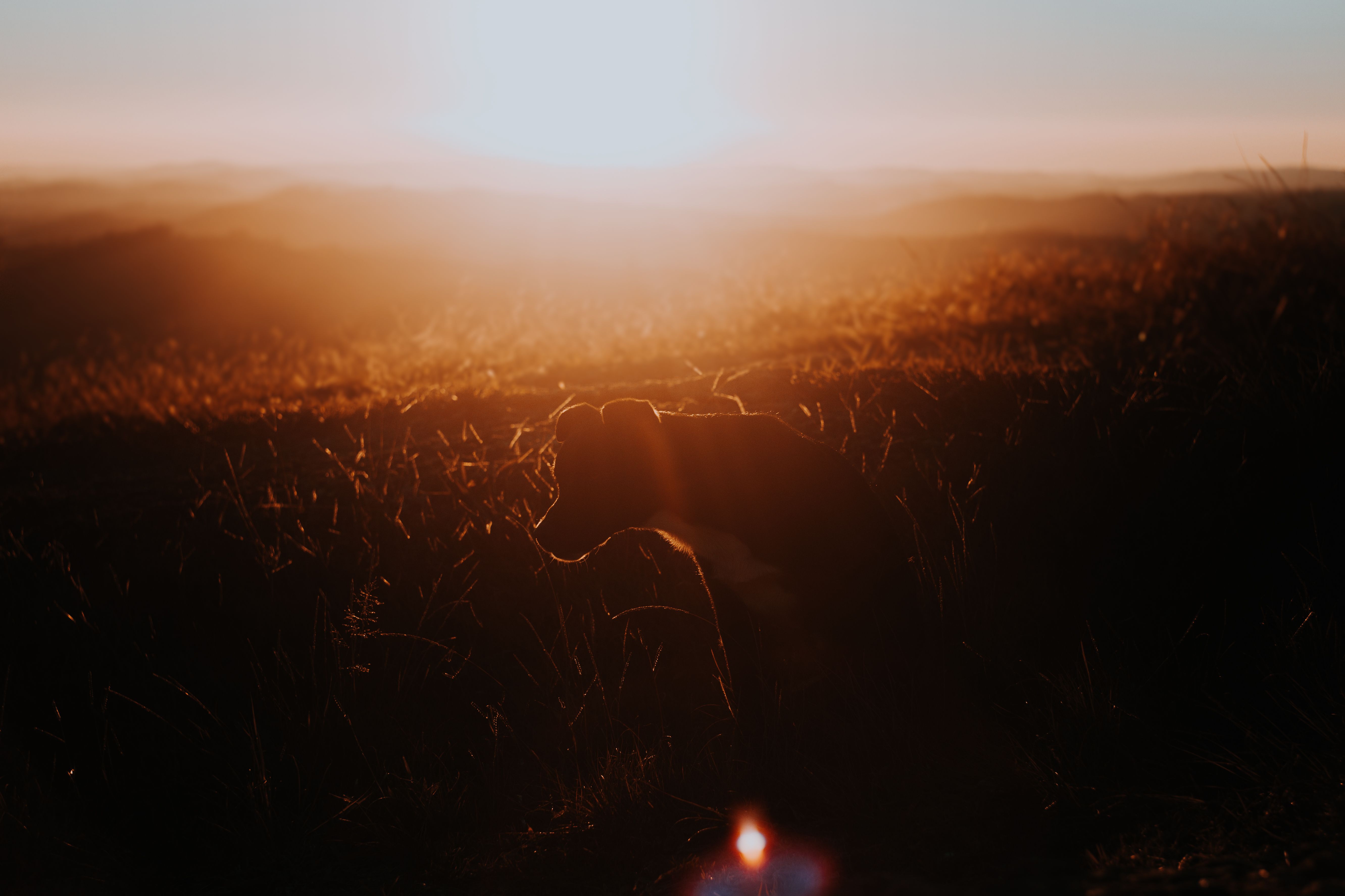 Green Grass Field During Golden Hour · Free Stock Photo