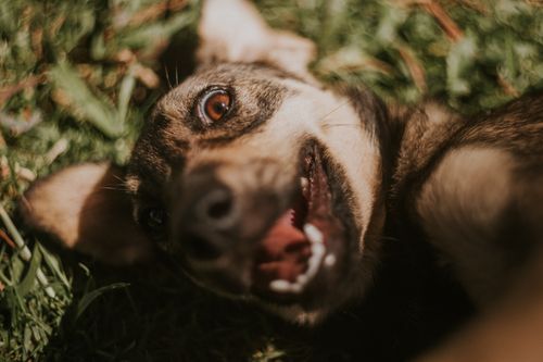 Free Charming portrait of a playful dog lying on green grass, enjoying a sunny day. Stock Photo
