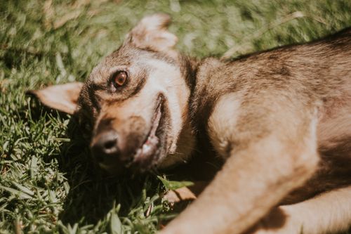 Free A happy dog lying comfortably on lush green grass, enjoying the sunny day outdoors. Stock Photo