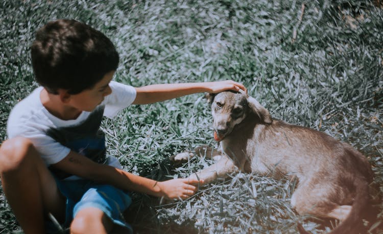 Boy Sitting On Grass Petting A Dog