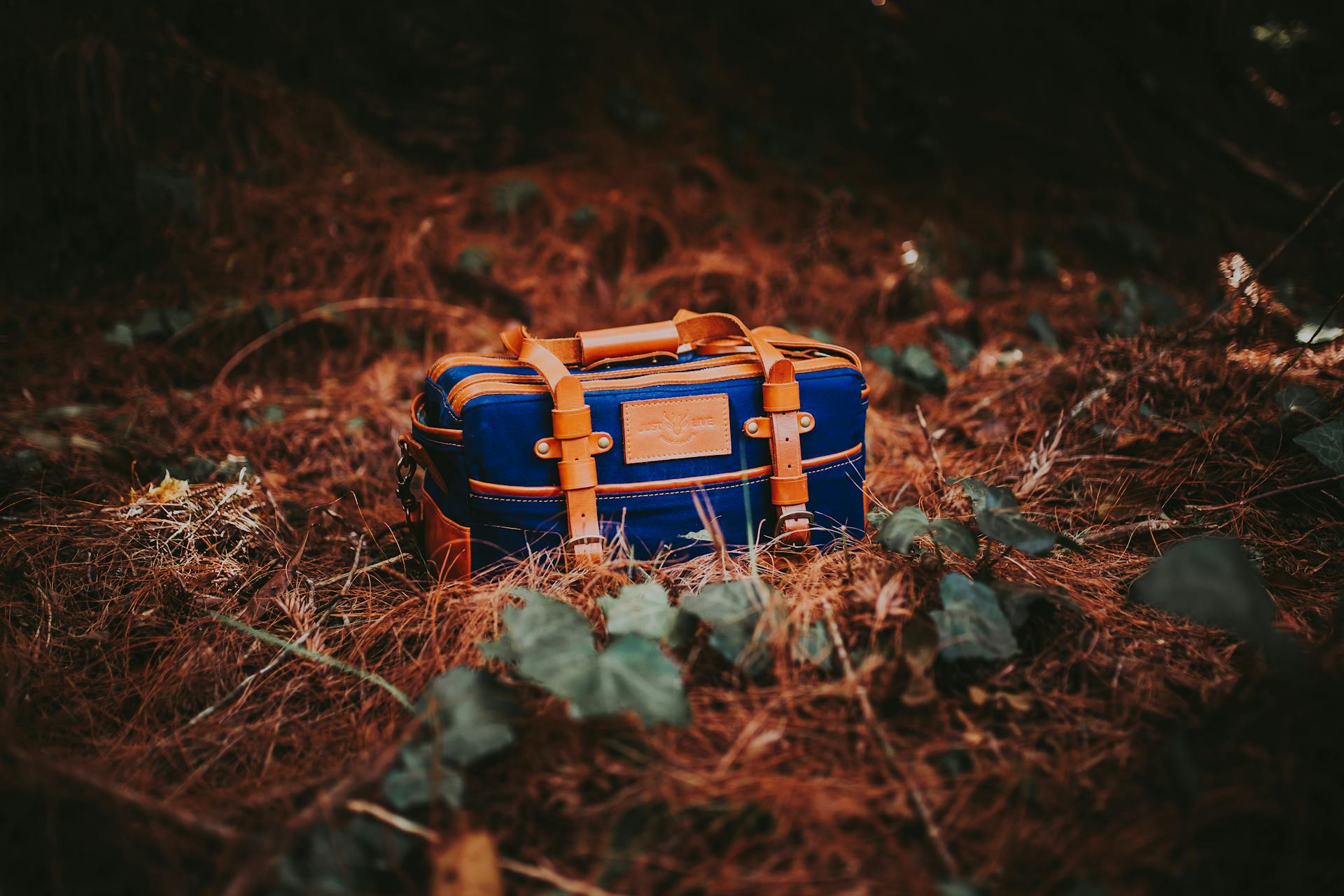 Vintage-style luggage on forest floor, perfect for travel and nature themes.