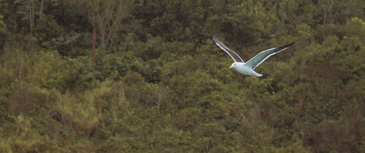 Panoramic Shot Of A Flying Seagull