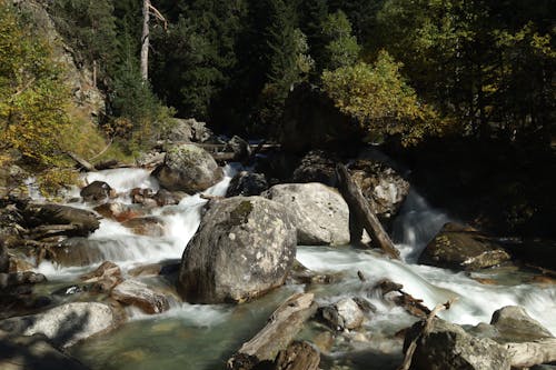 A Rocky River Between Green Trees at the Forest