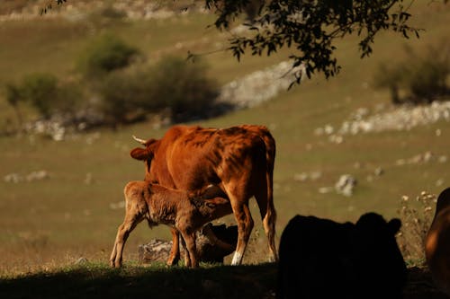 Gratuit Photos gratuites de animaux de ferme, photographie animalière, vache Photos