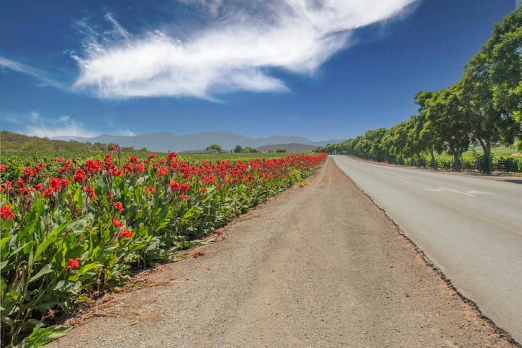 Photograph Of A Road Near Red Flowers In Bloom