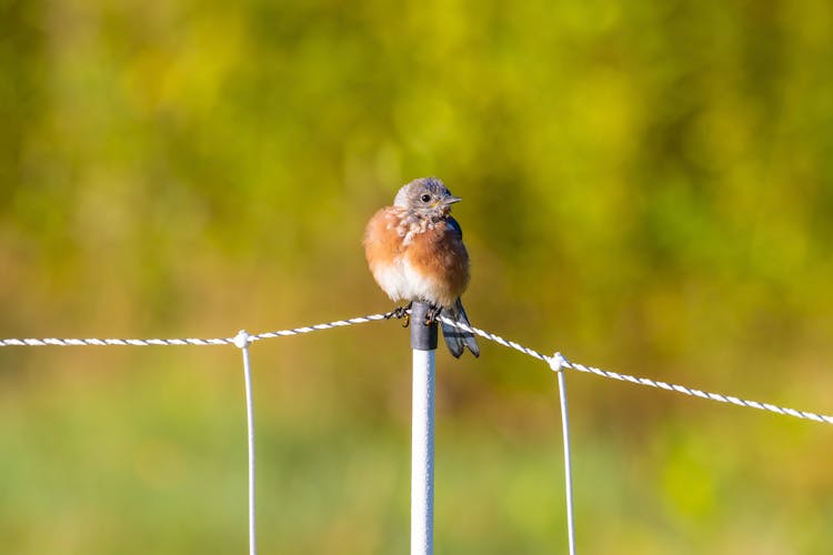 Close-Up Shot Of A Bluebird