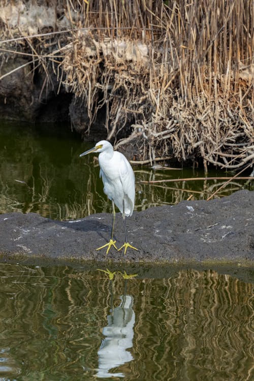 White Heron with Yellow Legs Standing by Water