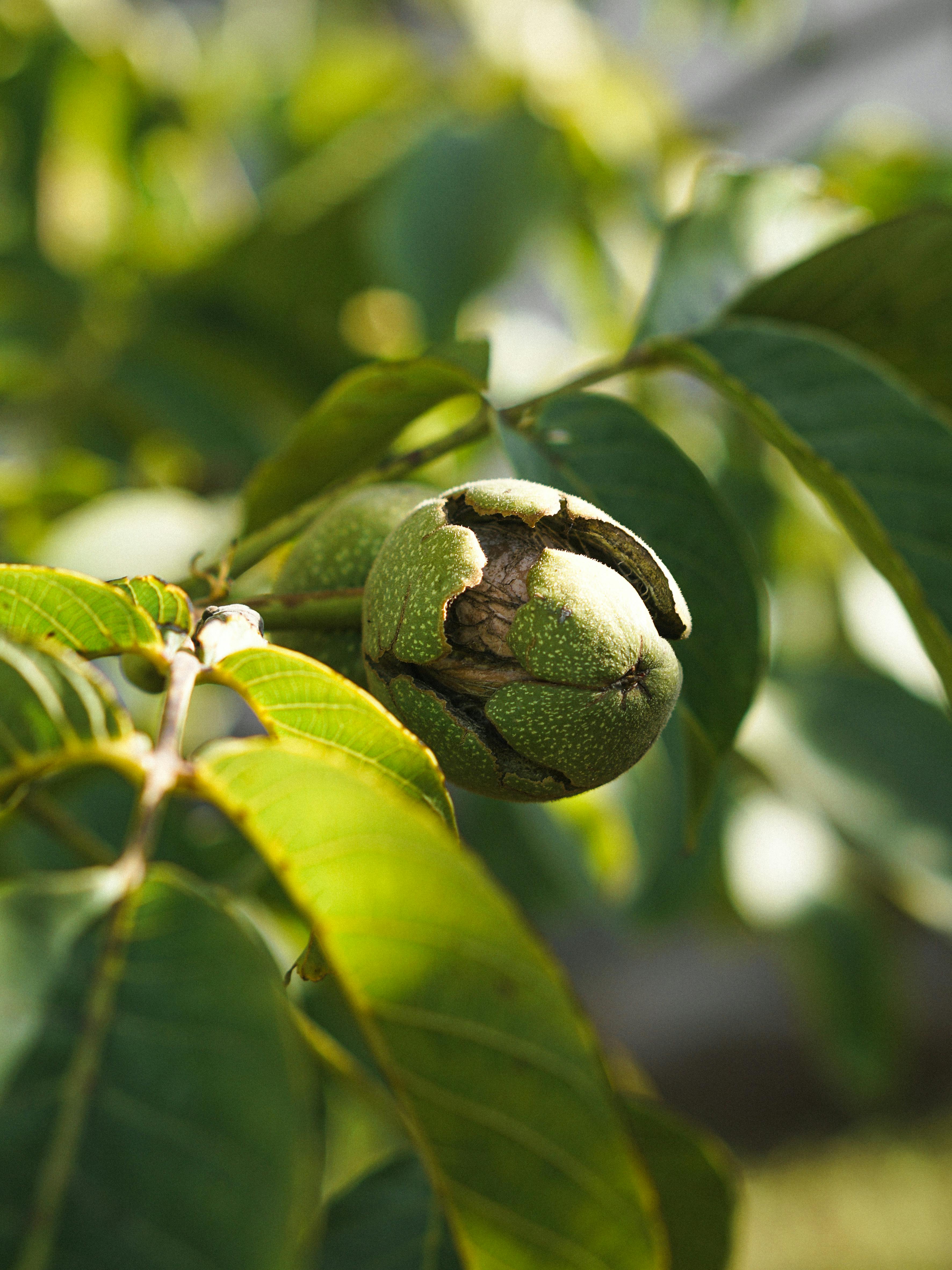 Walnut Tree Photos, Download The BEST Free Walnut Tree Stock Photos ...