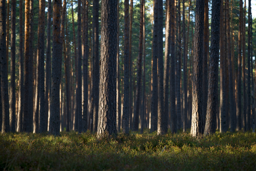 Free Tranquil pine forest with sunlight streaming through tall trees and green undergrowth. Stock Photo