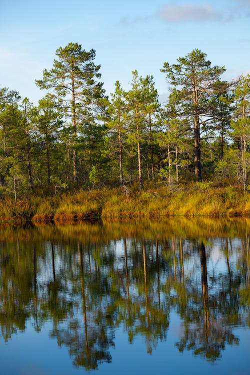 Gratis arkivbilde med dam, natur, naturfotografi